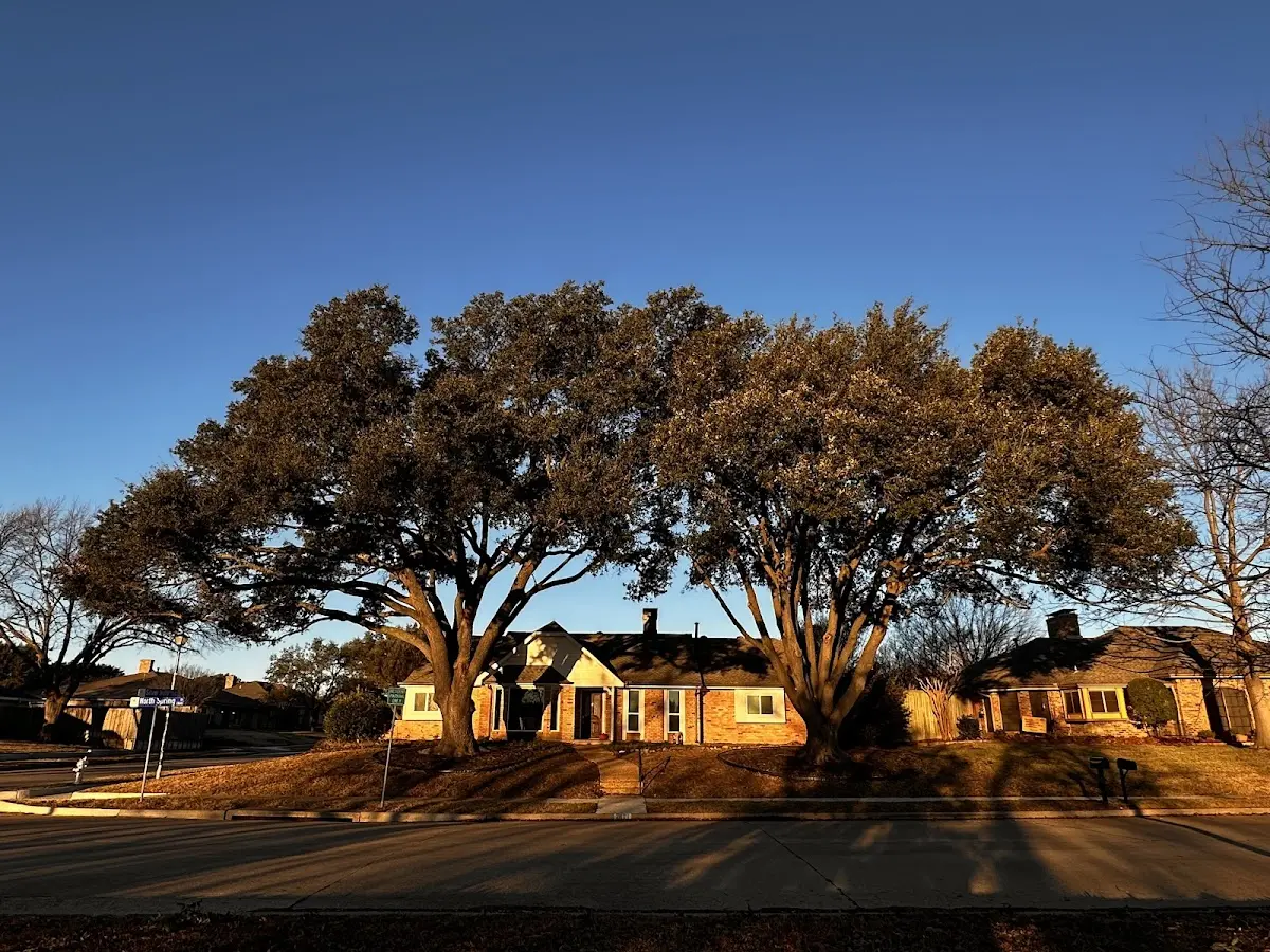 Established residential canopy tree shading a home in Berrysburg